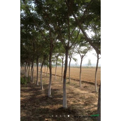 地径60公分处量4公分金枝槐价格