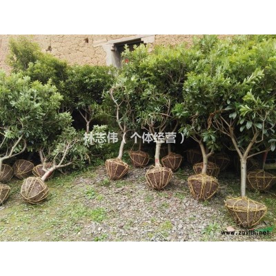 浙江兰溪杨梅树苗大量出售，小中小苗都有