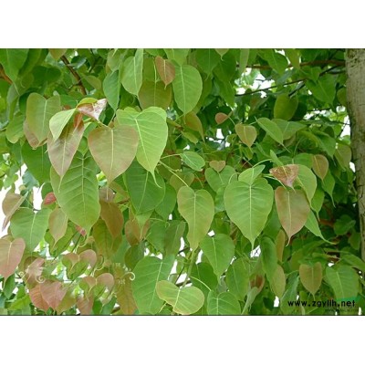 含笑/红花含笑/白花含笑袋苗