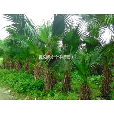 葵园转让出售！可以大批量要的联系