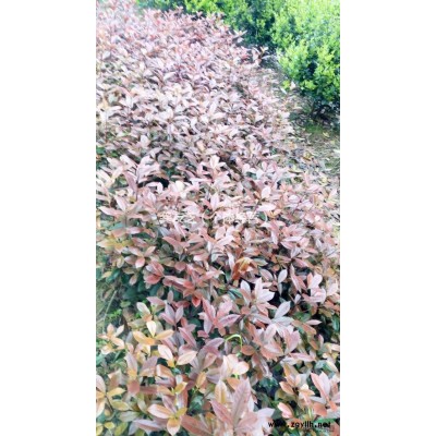 2016年湖南长沙低价供应红继木小苗