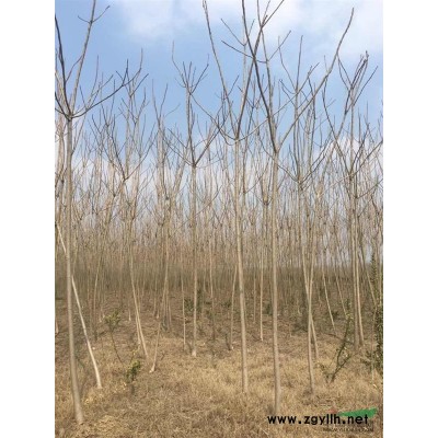 宿迁供应红叶椿