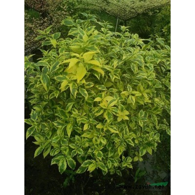 佛山市北滘供应黄金香柳、多花红千层、红车、银叶金合欢、金叶连