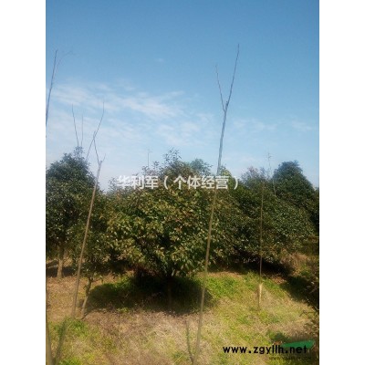 各种苗木海棠栾树樱花株树红叶李等出售 详细致电