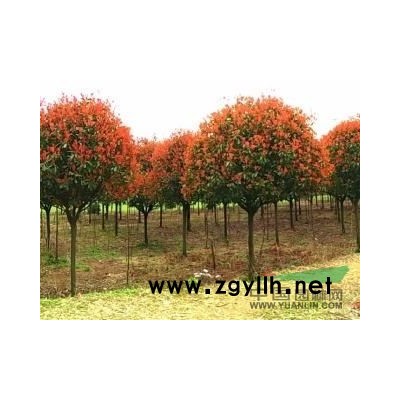 供应精品高杆红叶石楠