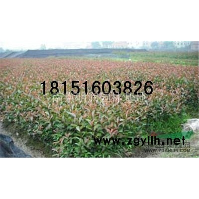 20公分红叶石楠扦插苗价格报价