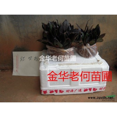 贝拉狄斯乔伊等30多个国外茶花品种苗销售