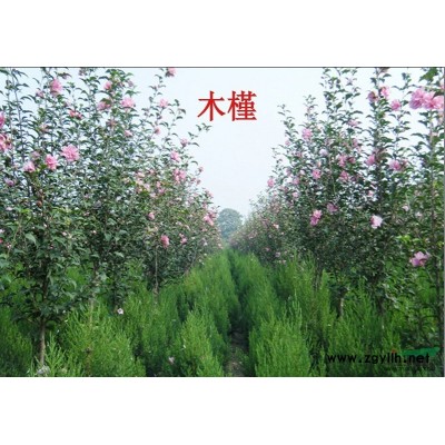 紫荆供应  紫荆*新报价  紫荆图片及信息