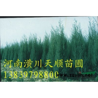 珊瑚树，珊瑚树价格，哪里有珊瑚树，河南珊瑚树，珊瑚树图片