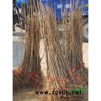 银杏树苗木基地，合欢，樱花，红枫出售