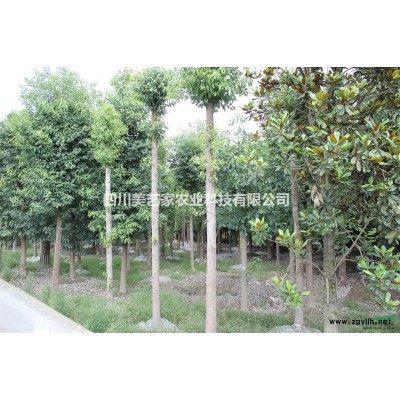 低价出售千层金，千层金球，规格*，价位合理