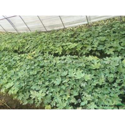 专业打造精品桂花