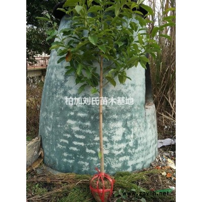 湖南地区供应小苗杜英