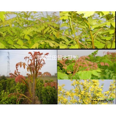 我处现有定位稀植白皮松大苗500株，北海道黄杨2000株。