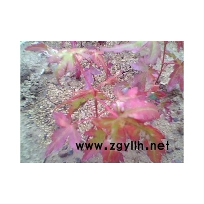 大量供应茶花 云南省花茶花 六角大红 状元红