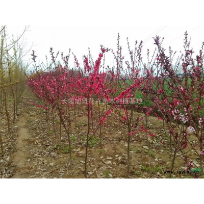 急售十万棵玫瑰红紫薇一年苗