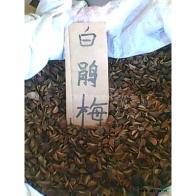 保鲜快递*60-100公分高紫叶李小苗价格