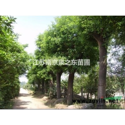 火红石楠，似圣火降临，漂亮至*