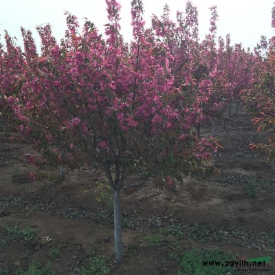 出售染井吉野樱花D8-15cm及北美海棠D8-10cm