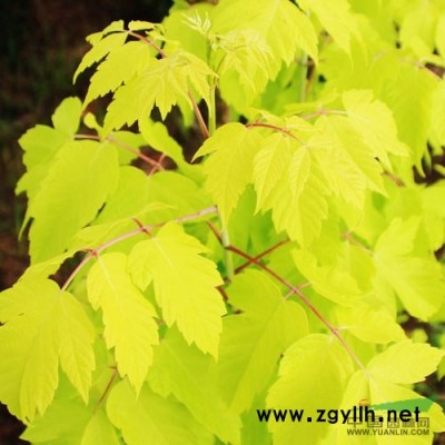 金叶白蜡嫁接苗，金叶白蜡价格，高度80-360CM