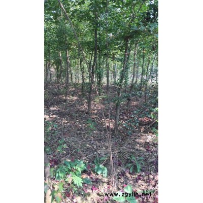 湖北荆门五角枫5公分通货，上车价30