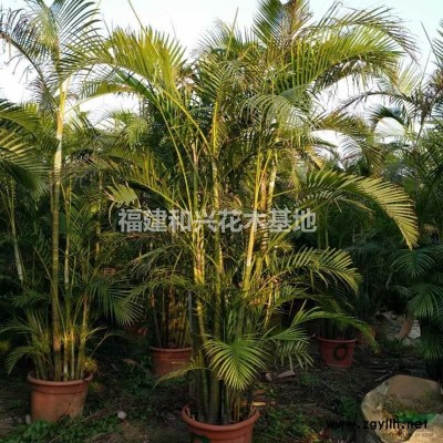 福建大量低价处理各种规格鸡冠刺桐袋苗