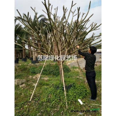 福建漳州山樱花价格，福建漳州山樱花供应，福建漳州山樱花苗木