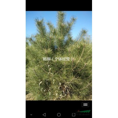 出售自家1米起营养钵白皮松