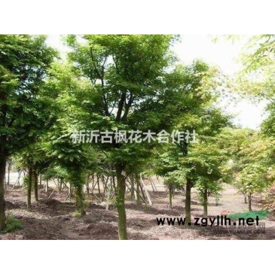 苏北鸡爪槭，红枫