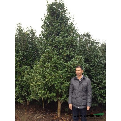 供应罗汉松,乐昌含笑,速生杨