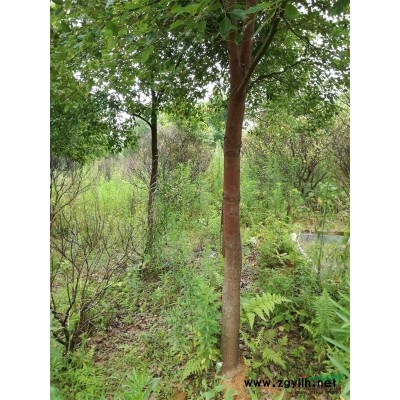 供应绿化香樟树