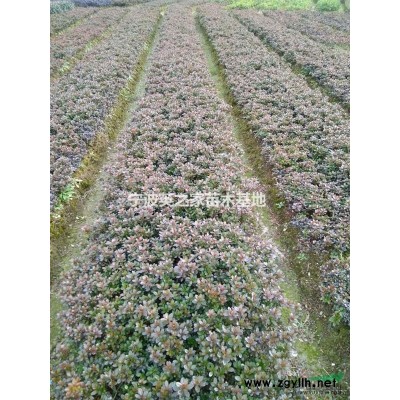 毛娟，紫娟，石楠，茶花