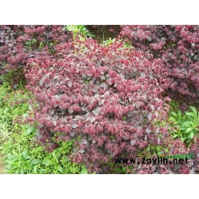 供应山杜英、丛生山杜英