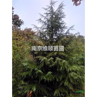 南京维贤苗圃供应l米一5米雪松。