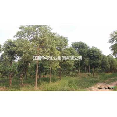 香樟树6--15公分现货充足，欢迎选购