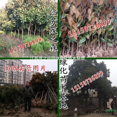 胶东卫矛价格H30-40-50公分高胶东卫矛色带苗价格优惠图1