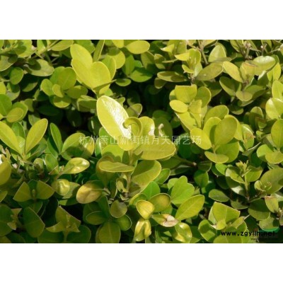 亮绿忍冬 ，亮绿忍冬图片，亮绿忍冬价格