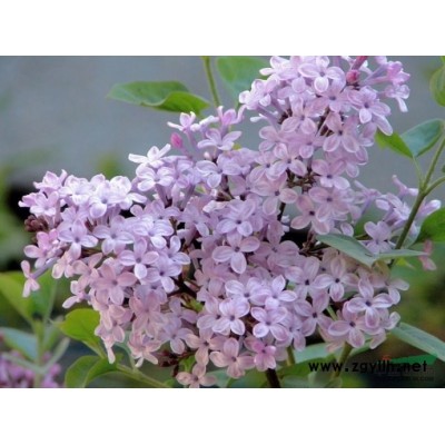 山西大量供应7公分毛白杨树苗