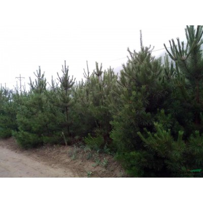 西北油松 甘肃油松 油松基地 油松价格