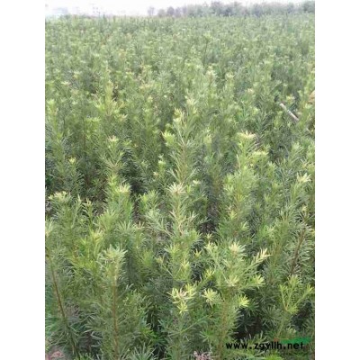 广西地区供应直径20__30公分罗汉松