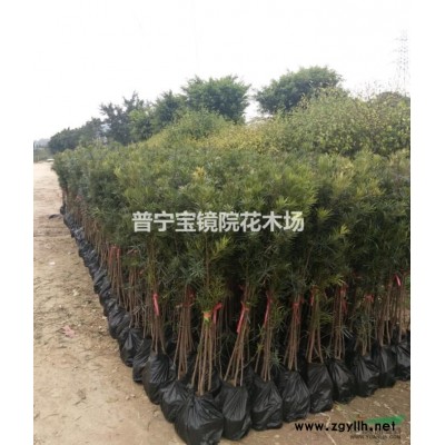 龙船龙 4-5分枝 20-30公分高