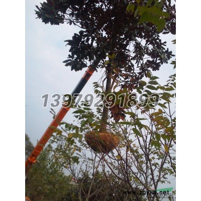 高杆女贞5至7公分大量供应