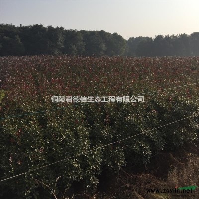 红叶石楠篱笆苗H150以上大量处理