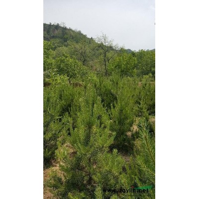 山西孝义市本人有2米高油松出售