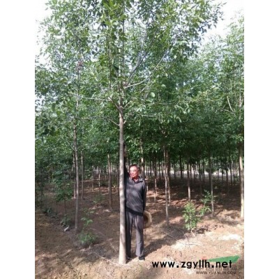 郑州新乡原阳供应4-7公分丝棉木