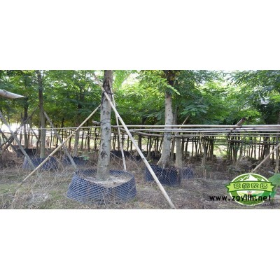 广州地区供应9-30桃花芯