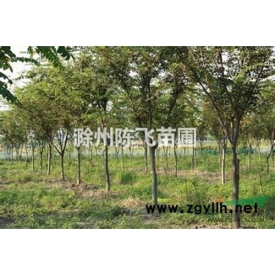 2016年蜀桧，直销优质蜀桧，低价批发蜀桧