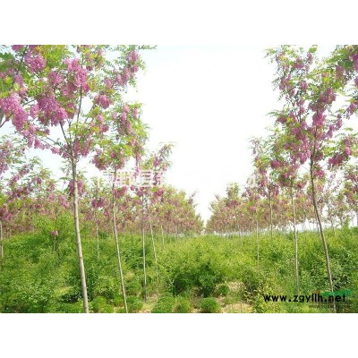 西府海棠   销售西府海棠