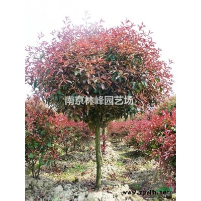 红叶石楠价格是多少，红叶石楠价格报价参考