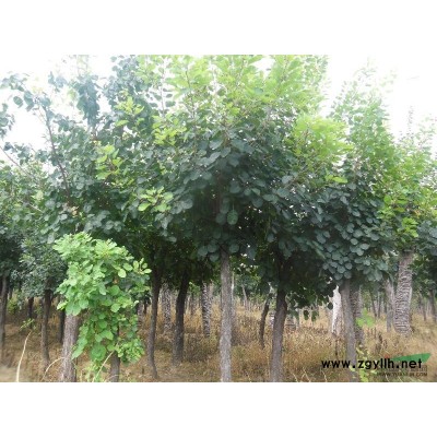 玉兰小苗供应/玉兰小苗图片
